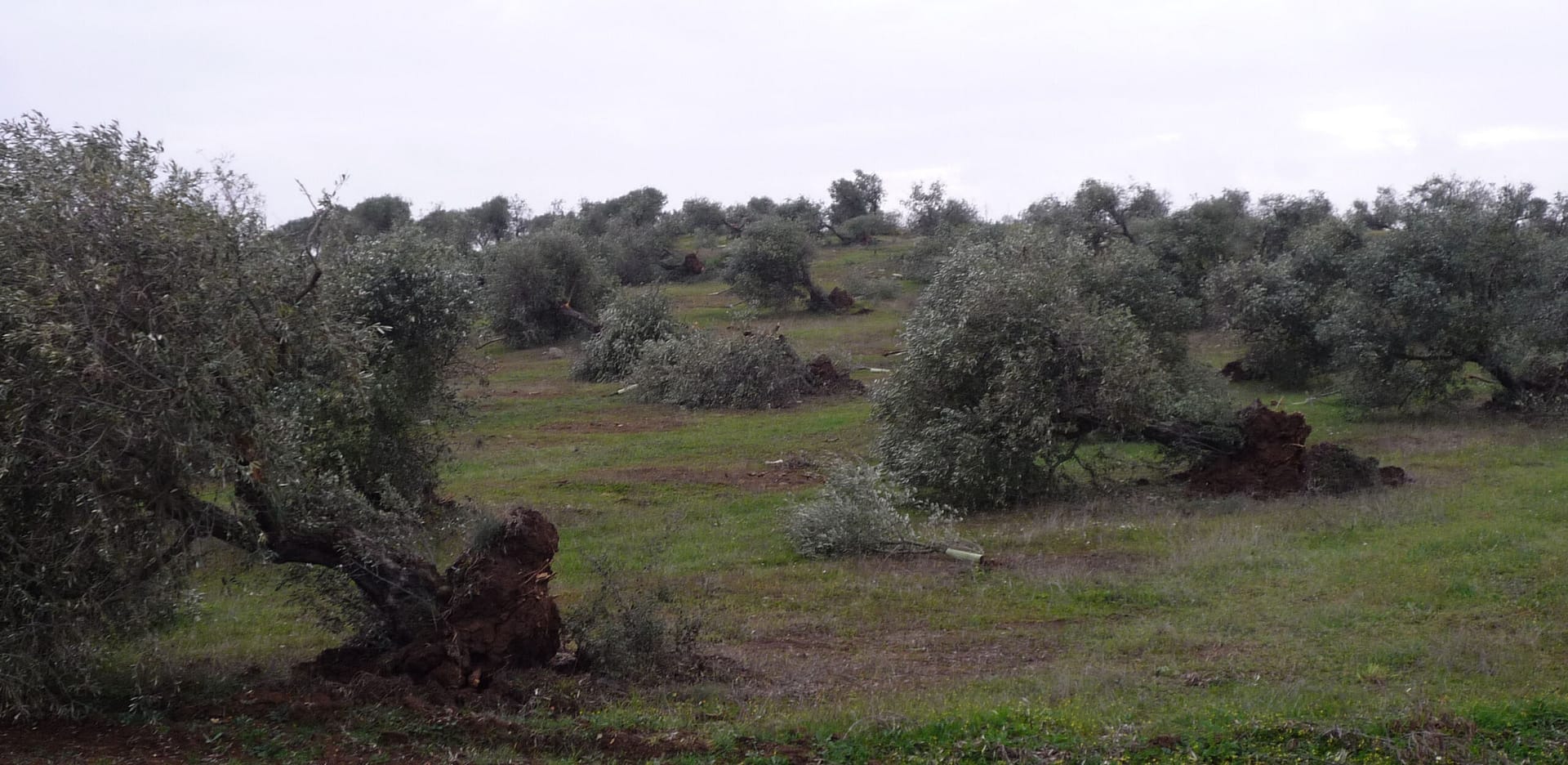 Olival derrubado