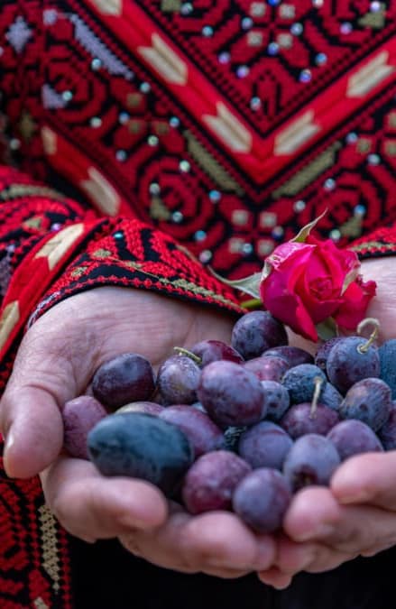Palestinian female holding heep of olives in her hands