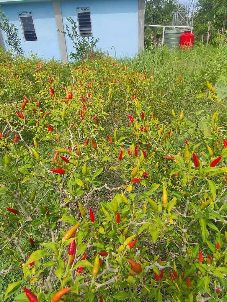 Malaguetas timorenses